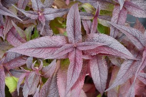 Eupatorium Blind Date 50