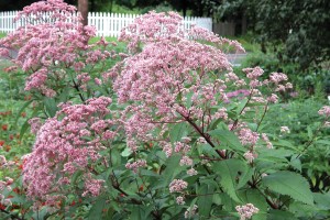 Eupatorium Gateway 21