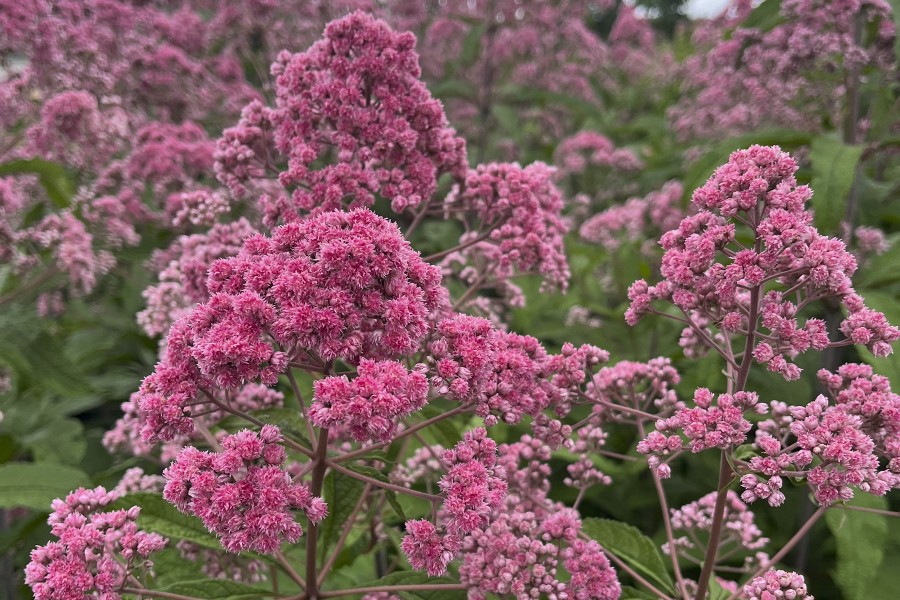 Eupatorium Jojo 21