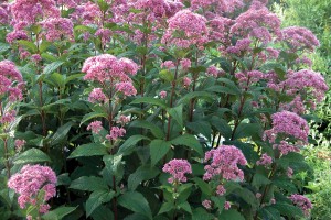 Eupatorium Little Joe 21