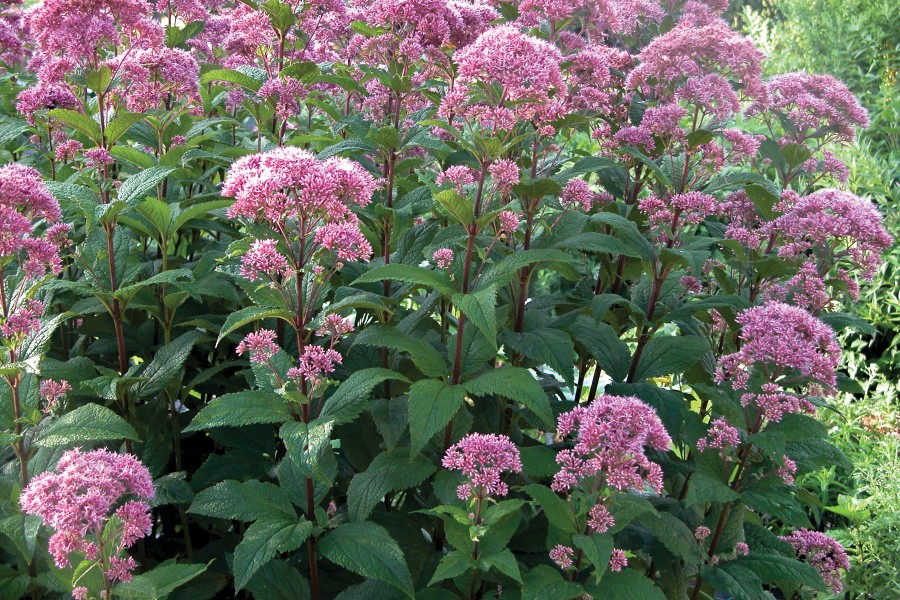 Eupatorium Little Joe 50