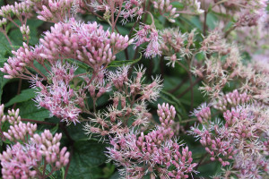 Eupatorium Little Pye 21