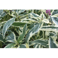 Eupatorium Pink Frost 21
