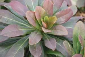 Euphorbia Robbiae 21