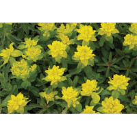 Euphorbia polychroma 21