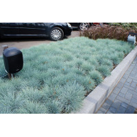 Festuca Beyond Blue 50