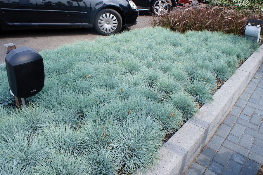 Festuca Beyond Blue 50