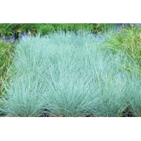 Festuca Cool as Ice 50
