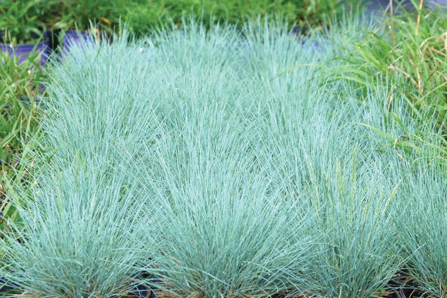 Festuca Cool as Ice 21