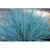 Festuca Elijah Blue 21