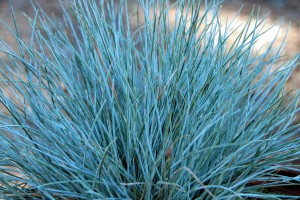 Festuca Elijah Blue 21