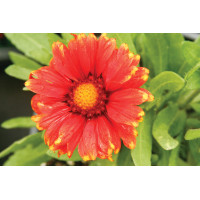 Gaillardia Arizona Red 72