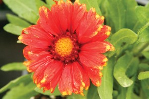 Gaillardia Arizona Red 21