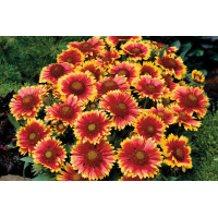 Gaillardia Arizona Sun 72