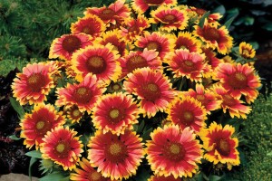 Gaillardia Arizona Sun 21