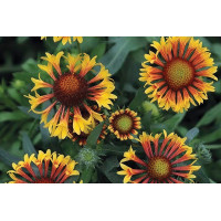 Gaillardia Fire Wheels 21