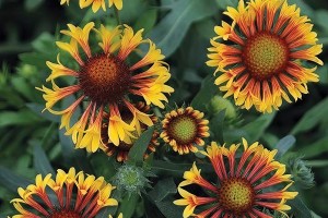 Gaillardia Fire Wheels 72