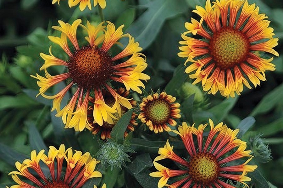 Gaillardia Fire Wheels 72