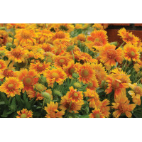 Gaillardia Mesa Peach 72