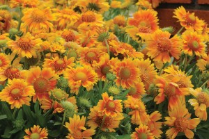 Gaillardia Mesa Peach 21