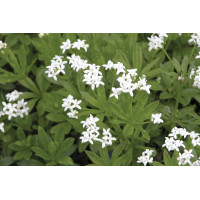 Galium odoratum 21