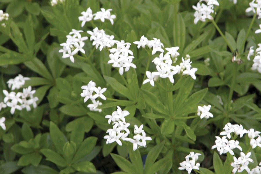 Galium odoratum 72
