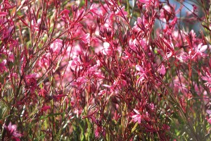 Gaura Crimson Butterflies 21