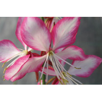 Gaura Rosy Jane 72