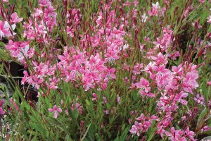 Gaura Siskiyou Pink 72