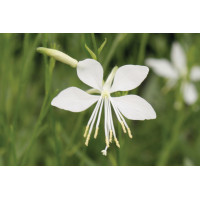 Gaura So White 21
