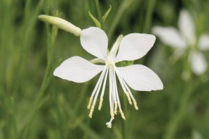 Gaura