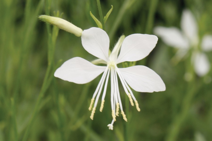 Gaura So White 72