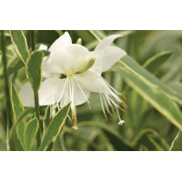 Gaura Walberton’s Silver Fountain 72