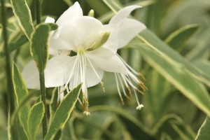 Gaura Walberton’s Silver Fountain 21