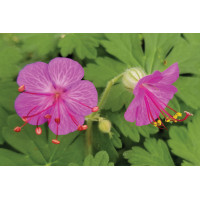 Geranium Bevan’s Variety 21