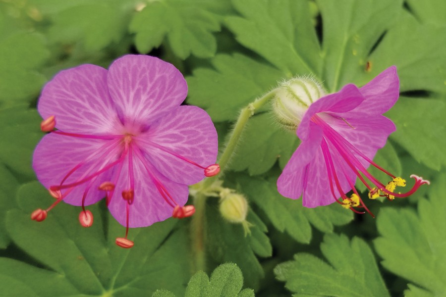 Geranium Bevan’s Variety 21