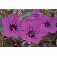 Geranium Dark Eyes 50