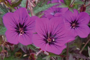 Geranium Dark Eyes 50