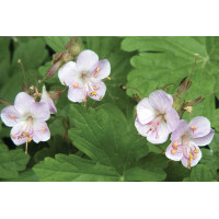 Geranium Ingwersen’s Variety 50