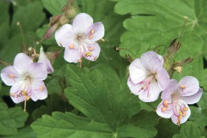 Geranium Ingwersen’s Variety 21