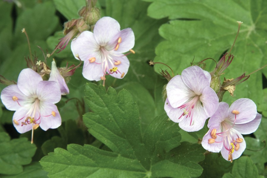 Geranium Ingwersen’s Variety 50