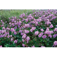 Geranium Karmina 50