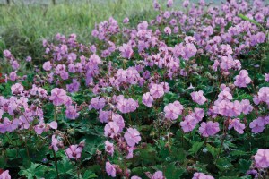 Geranium Karmina 21