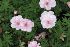 Geranium Lancastriense 50