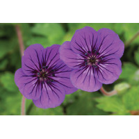 Geranium Mary Anne 50