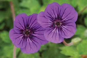 Geranium Mary Anne 21