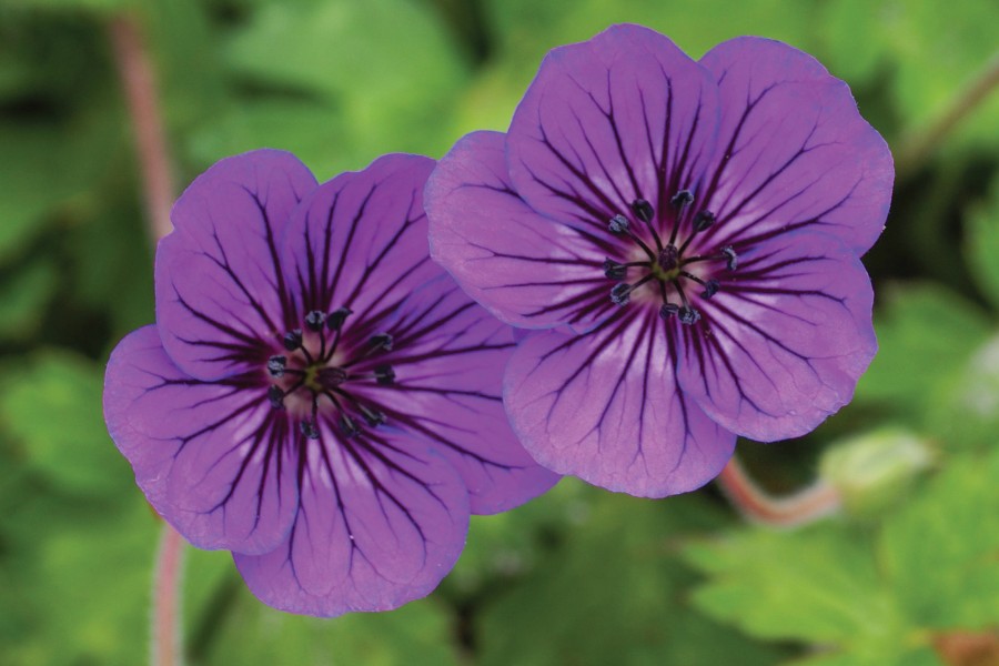 Geranium Mary Anne 50