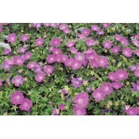 Geranium Max Frei 21