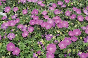 Geranium Max Frei 21