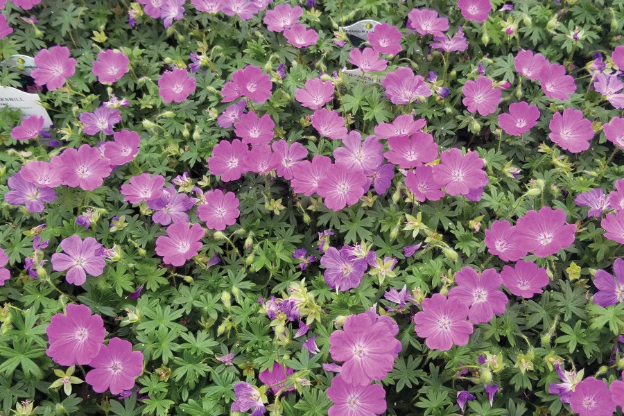 Geranium Max Frei 50